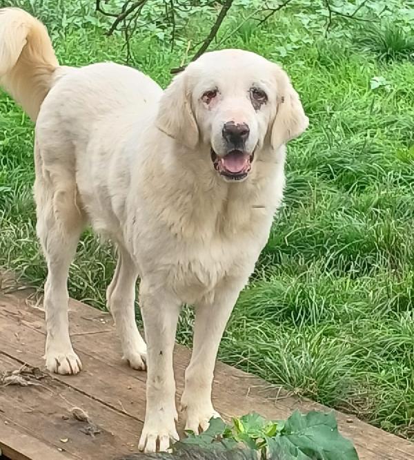 VITA, cagnolona dolcissima in cerca di una bella famiglia Foto 3